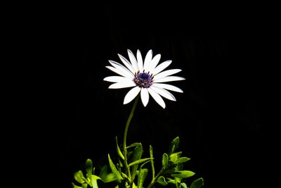 选择聚焦摄影的白色有花瓣的花
